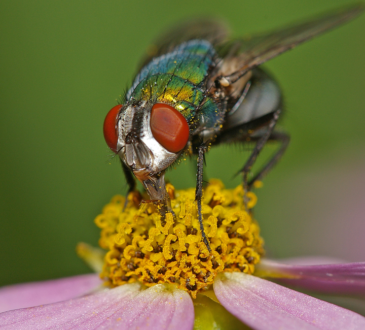 Sigma 180mm F3.5 APO Macro -- opinions? comments? - PentaxForums.com