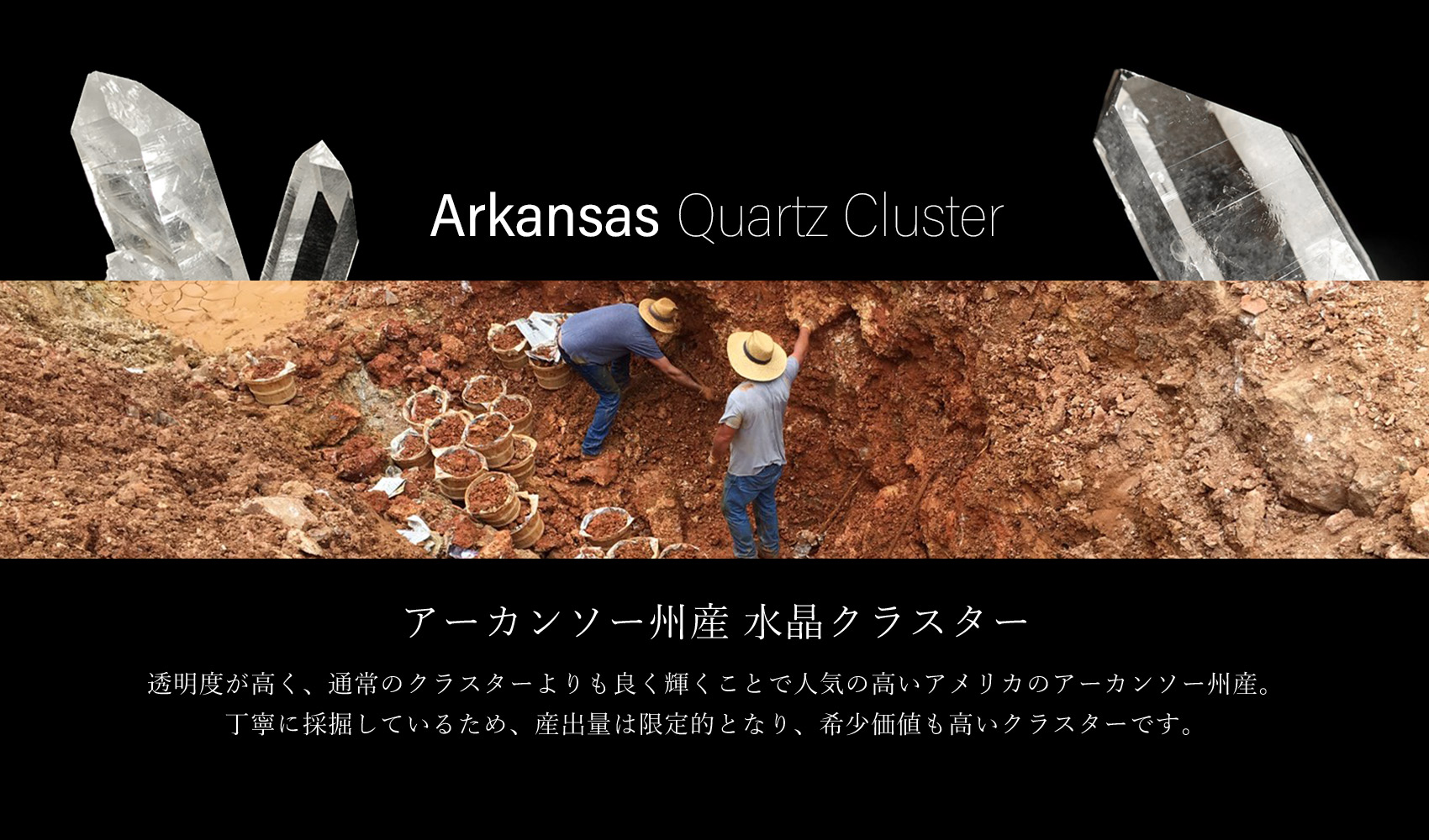 アーカンソー産ゴールデンヒーラー クラスター