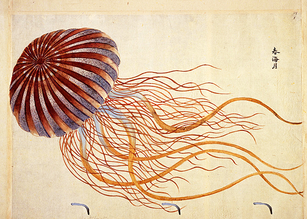 動物図譜の先駆者 松平頼恭の図譜 ユウレイクラゲ ウドン海月クラゲ