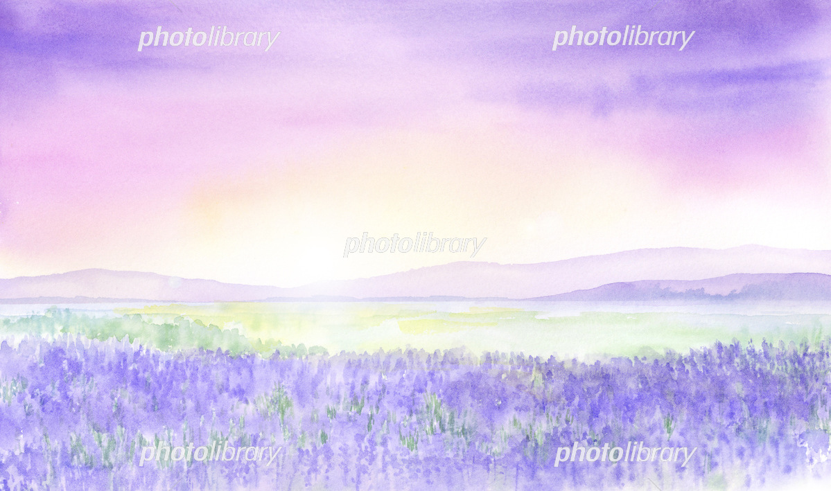 幻想的なラベンダー畑 水彩画 イラスト素材 [6621316] - フォトライブ