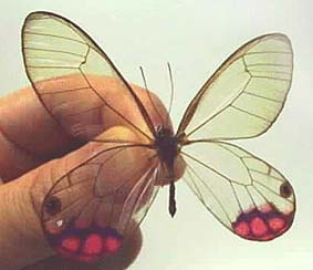 スカシジャノメ族のページ