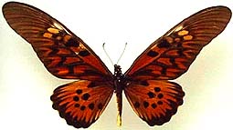 アゲハチョウ族のページ：リスト8