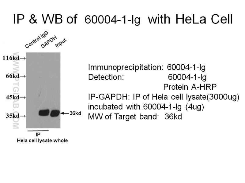 GAPDH antibody (60004-1-Ig) | Proteintech | 武汉三鹰生物技术有限公司