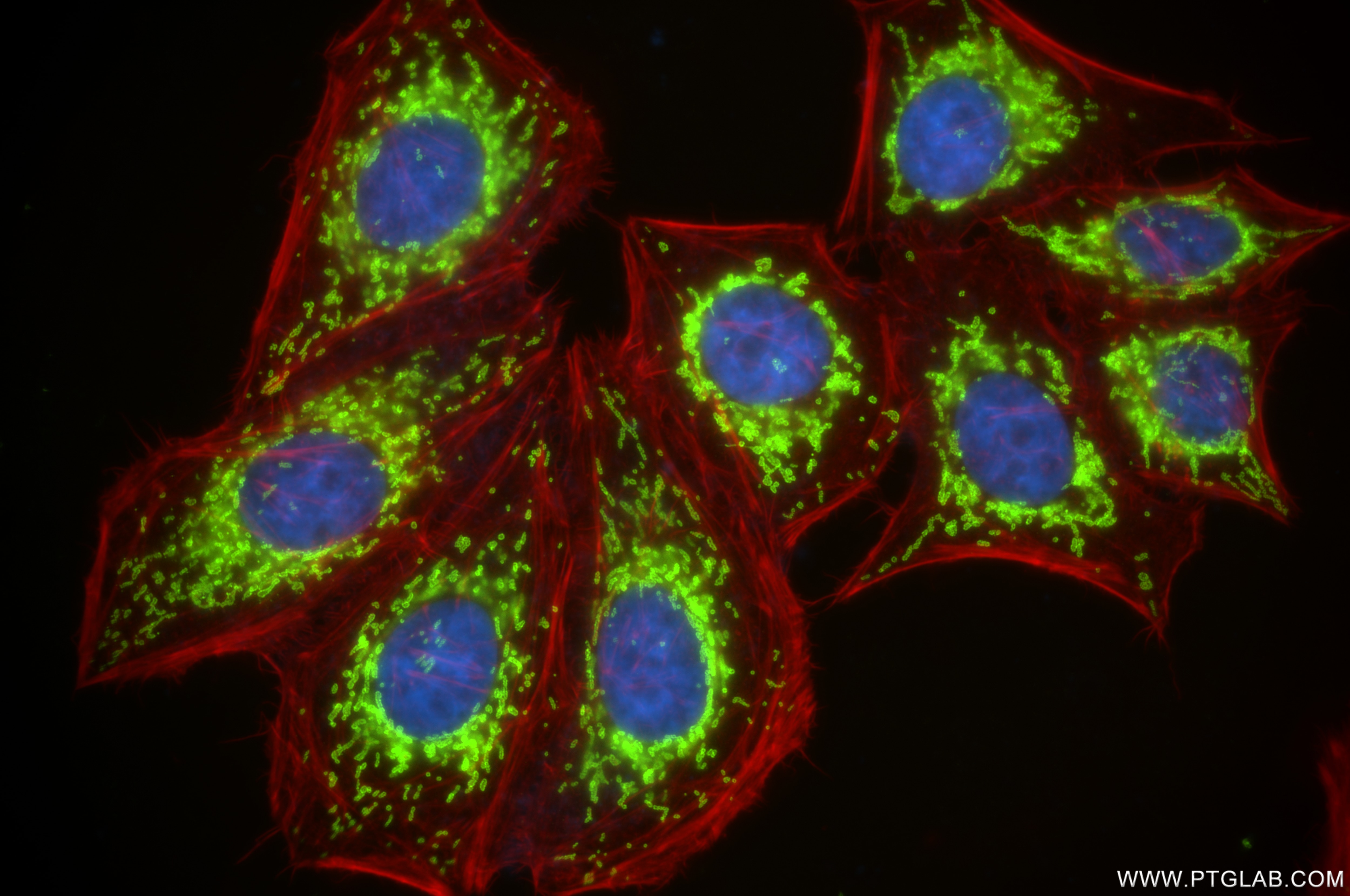 TOM20 antibody (80501-1-RR) | Proteintech