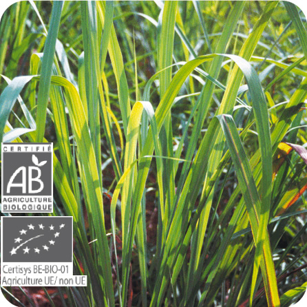 シトロネラ・ジャワ – プラナロム エッセンシャルオイル・精油｜健草医学舎