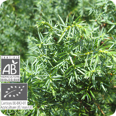 ジュニパー – プラナロム エッセンシャルオイル・精油｜健草医学舎