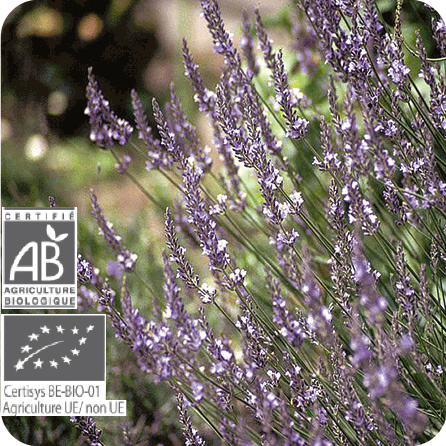 ラベンダー・スーパー – プラナロム エッセンシャルオイル・精油｜健草