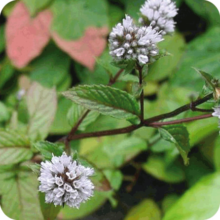 ペパーミント – プラナロム エッセンシャルオイル・精油｜健草医学舎