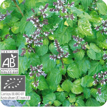 パチュリー – プラナロム エッセンシャルオイル・精油｜健草医学舎