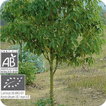 ラヴィンツァラ – プラナロム エッセンシャルオイル・精油｜健草医学舎