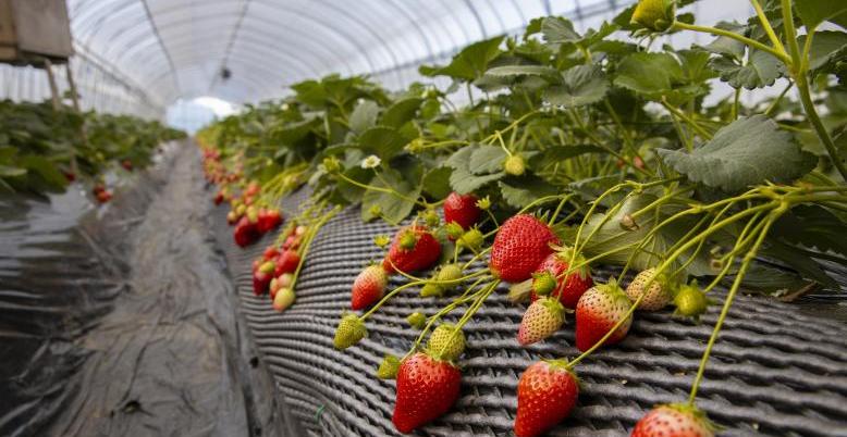 栃木県／いちご狩りシーズンスタート！（2026年産とちぎ観光いちご園）