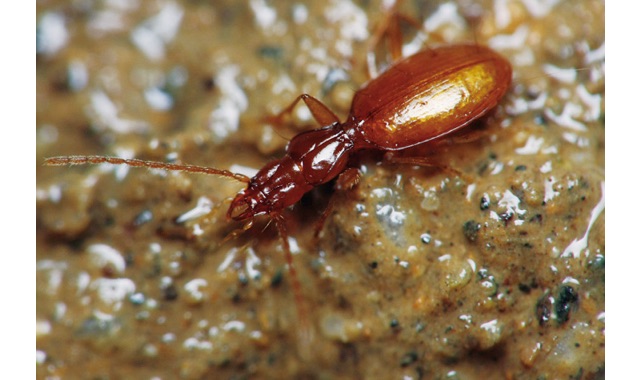 愛媛県レッドデータブック | 昆虫類 | カワサワメクラチビゴミムシ
