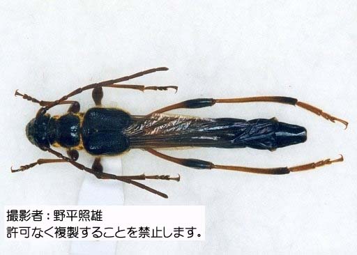 オニホソコバネカミキリ - 岐阜県公式ホームページ（環境生活政策課）