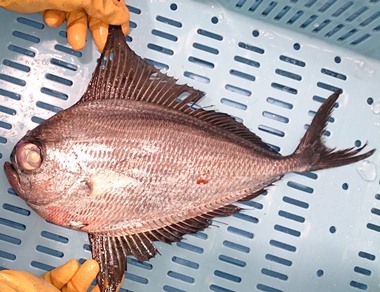 珍しい魚（平成26年3月17日） リュウグウノヒメ - 新潟県ホームページ