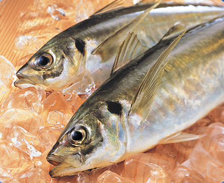 真あじ（ごんあじ・野母んあじ）｜長崎県｜全国のプライドフィッシュ