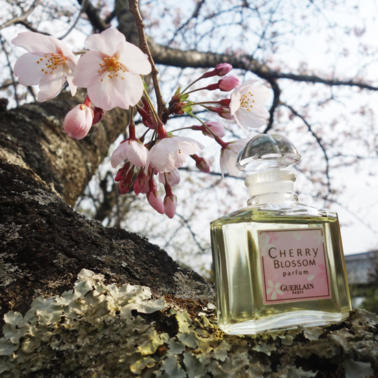 Cherry Blossom / チェリーブロッサム