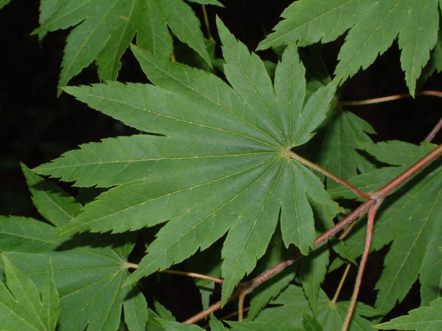 コハウチワカエデ