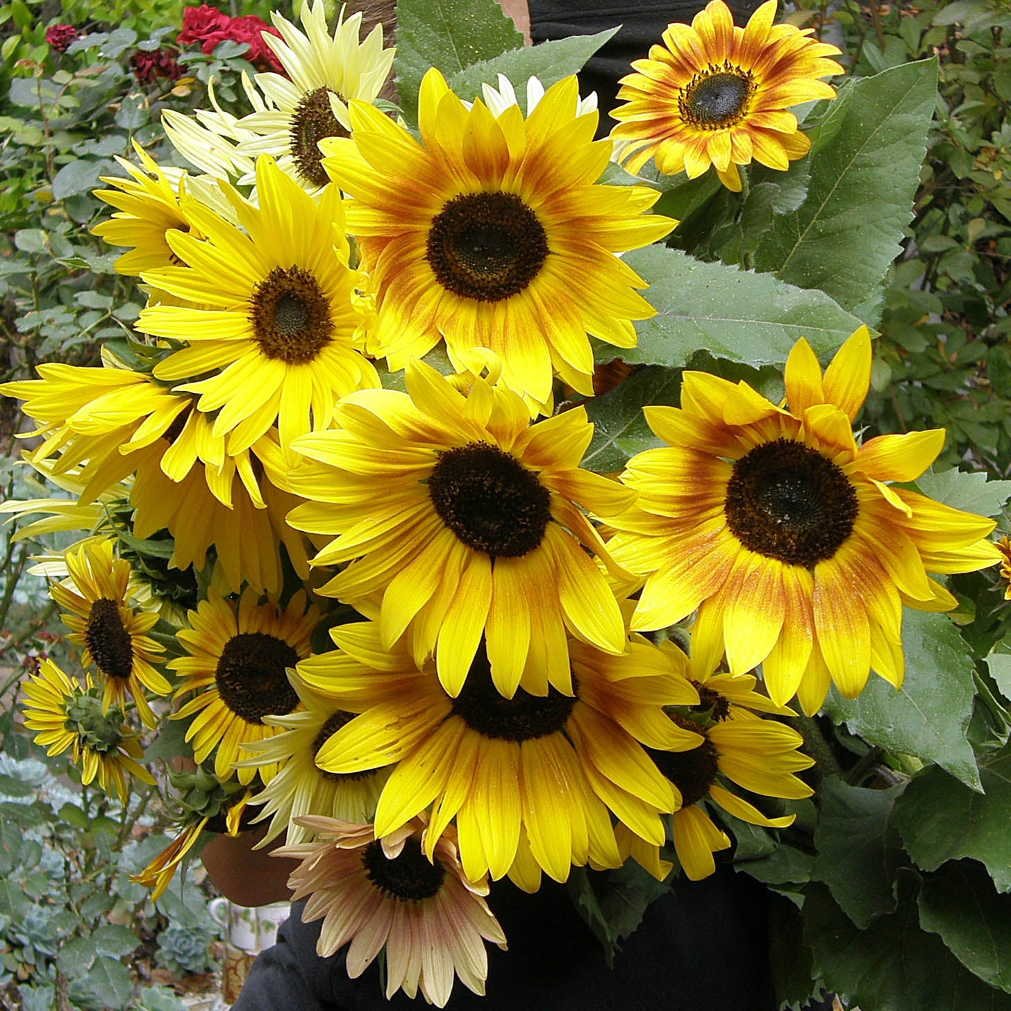 Joyous Dancing Sunflowers' Scatter Garden Seeds – Renee's Garden