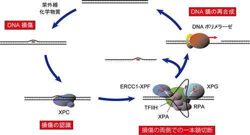 研究内容 | 神戸大学 バイオシグナル総合研究センター 菅澤研究室
