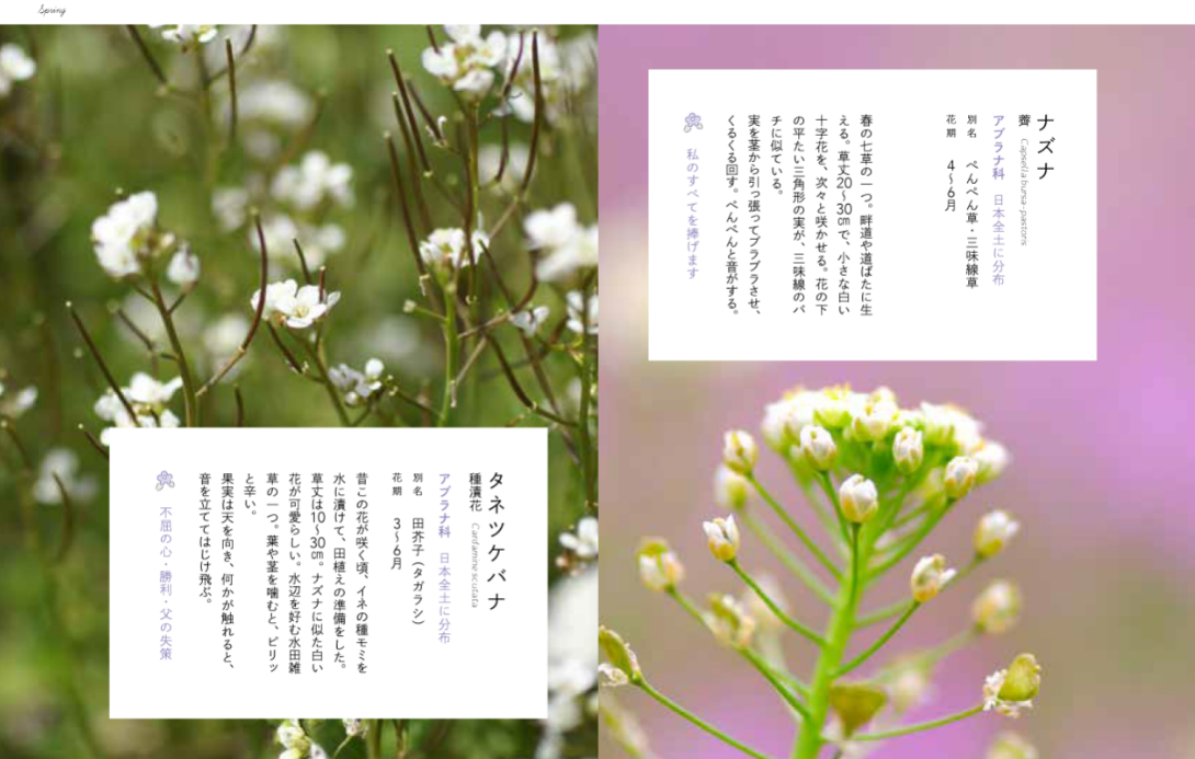 草の辞典 野の花・道の草 | タグ「辞典シリーズ」 | 書籍紹介 | 雷鳥社