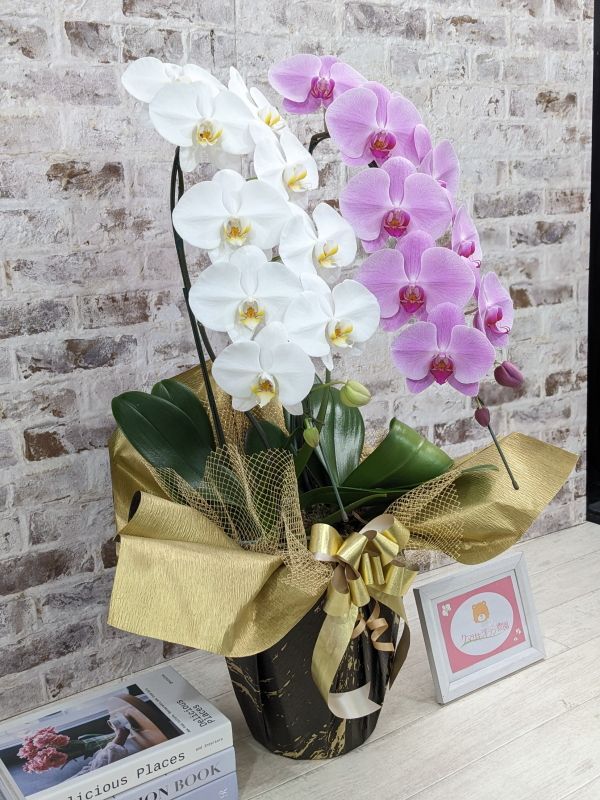 新商品！【紅白胡蝶蘭 (こうはくこちょうらん) 2本立て】＊白・ピンク