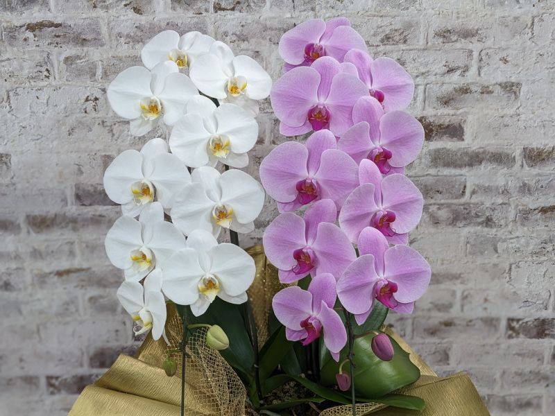 新商品！【紅白胡蝶蘭 (こうはくこちょうらん) 2本立て】＊白・ピンク