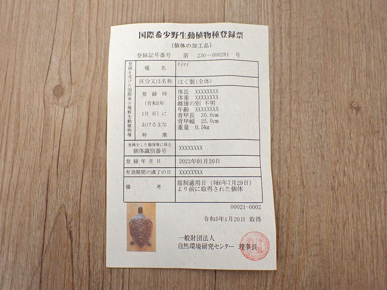 剥製 タイマイ ウミガメ 海亀 はく製 全体 背甲長 30cm 背甲幅 25cm