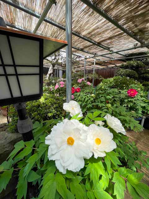 RSKラジオ｜きょうのラジまる - 約550株の牡丹が華麗に花開いている