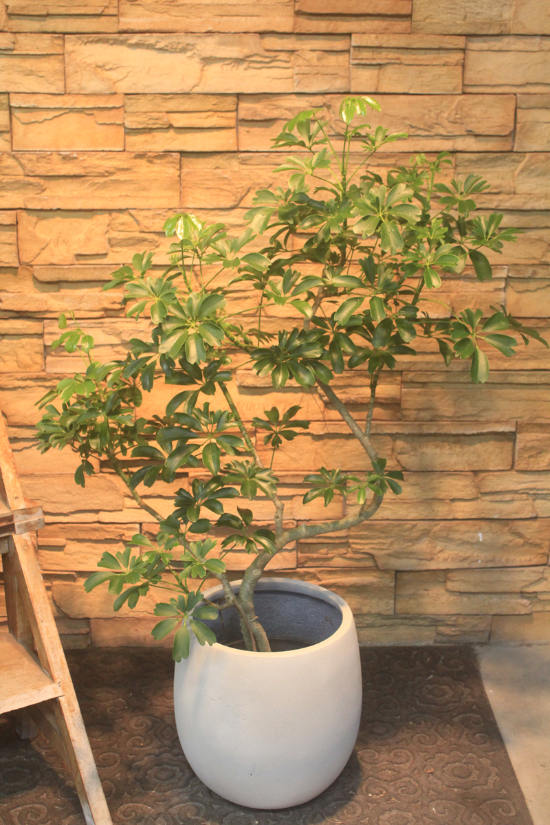 シェフレラ・レナータ728｜観葉植物専門店「ワールドガーデン」