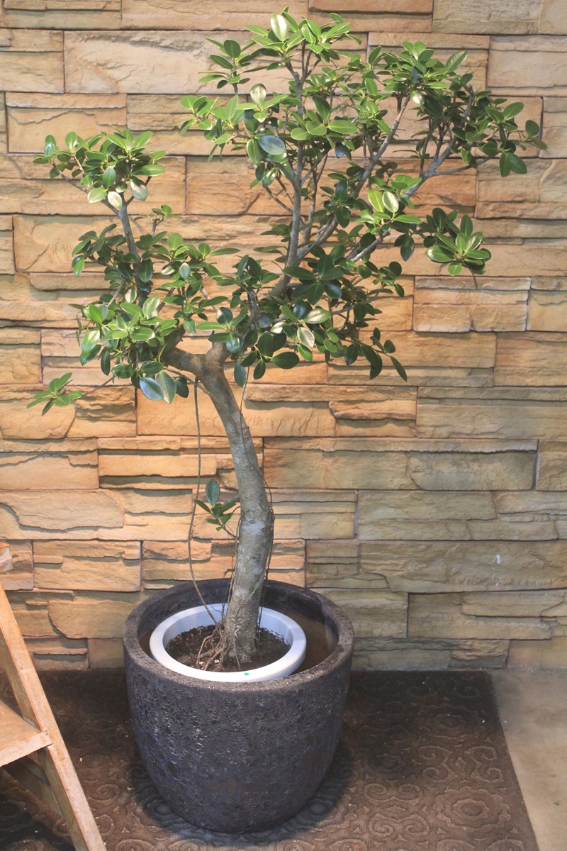 センカクガジュマル884｜観葉植物専門店「ワールドガーデン」