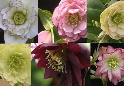 クリスマスローズ 開花株 お買い得セット販売 ＞ 特価 クリスマス