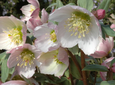 クリスマスローズ ヘレボルス原種・交配種 原種交配種販売