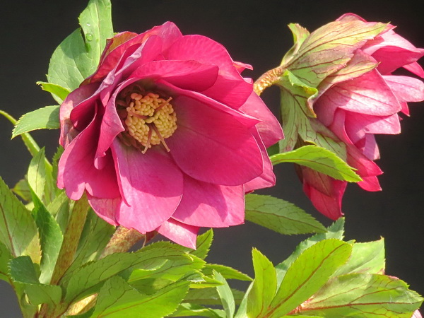 クリスマスローズの生産販売専門店WAKAIZUMIFARM