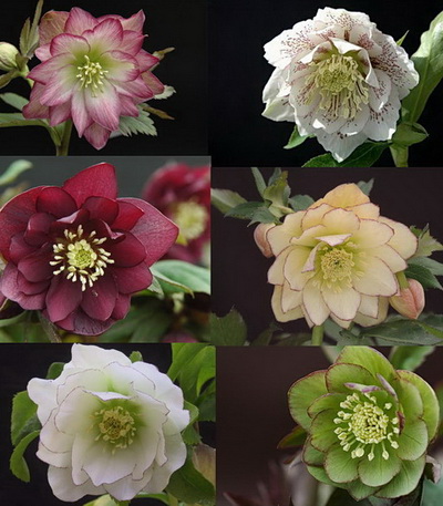 WAKAIZUMI-FARM クリスマスローズの新着情報