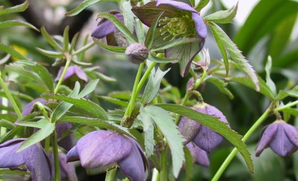HELLEBORES atrorubens ヘレボルスの原種アトロルーベンス