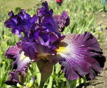 Time Will Tell | Tall bearded Iris - Nola's Iris Gardens
