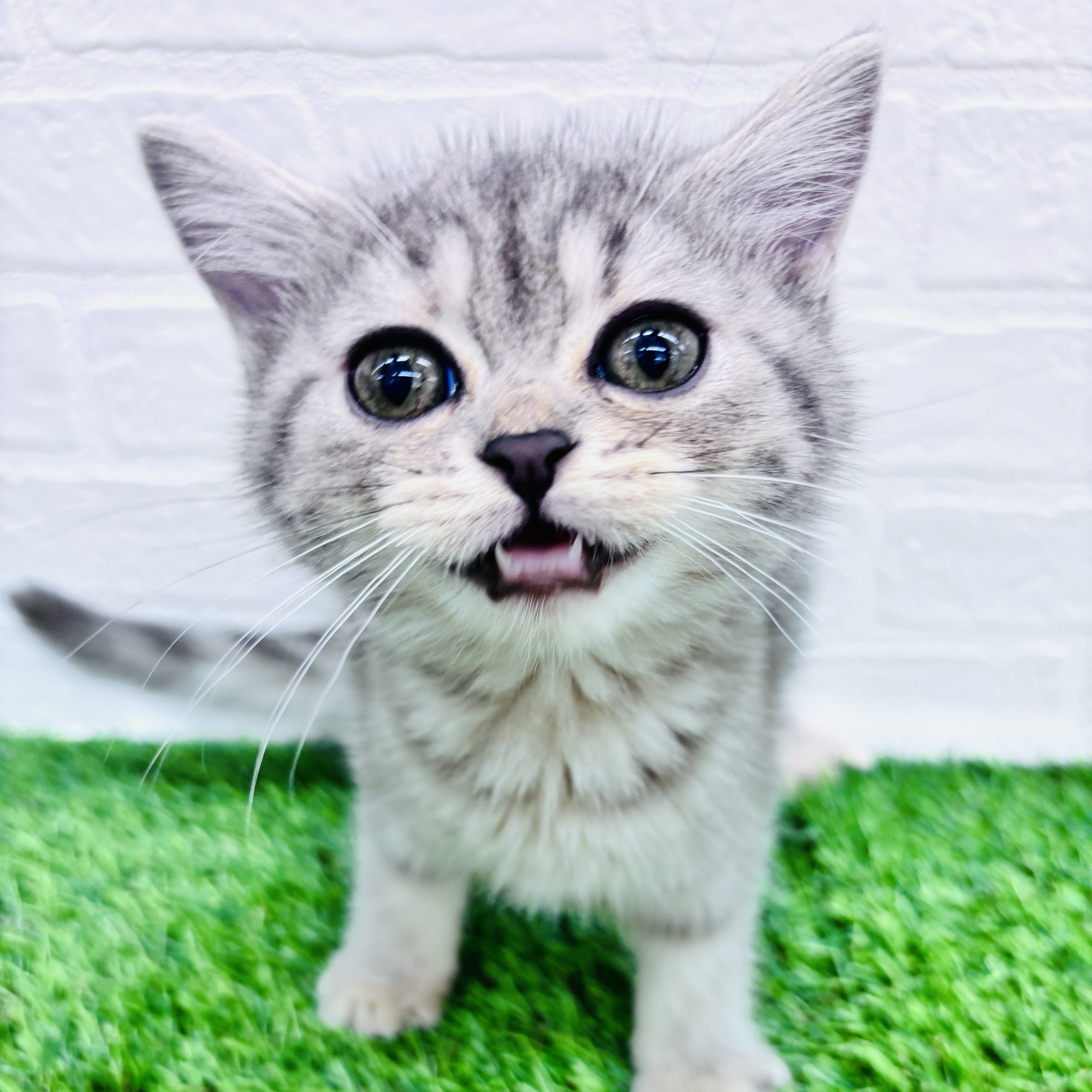 スコティッシュフォールド(ブルータビー)の子猫を価格や特徴で探す