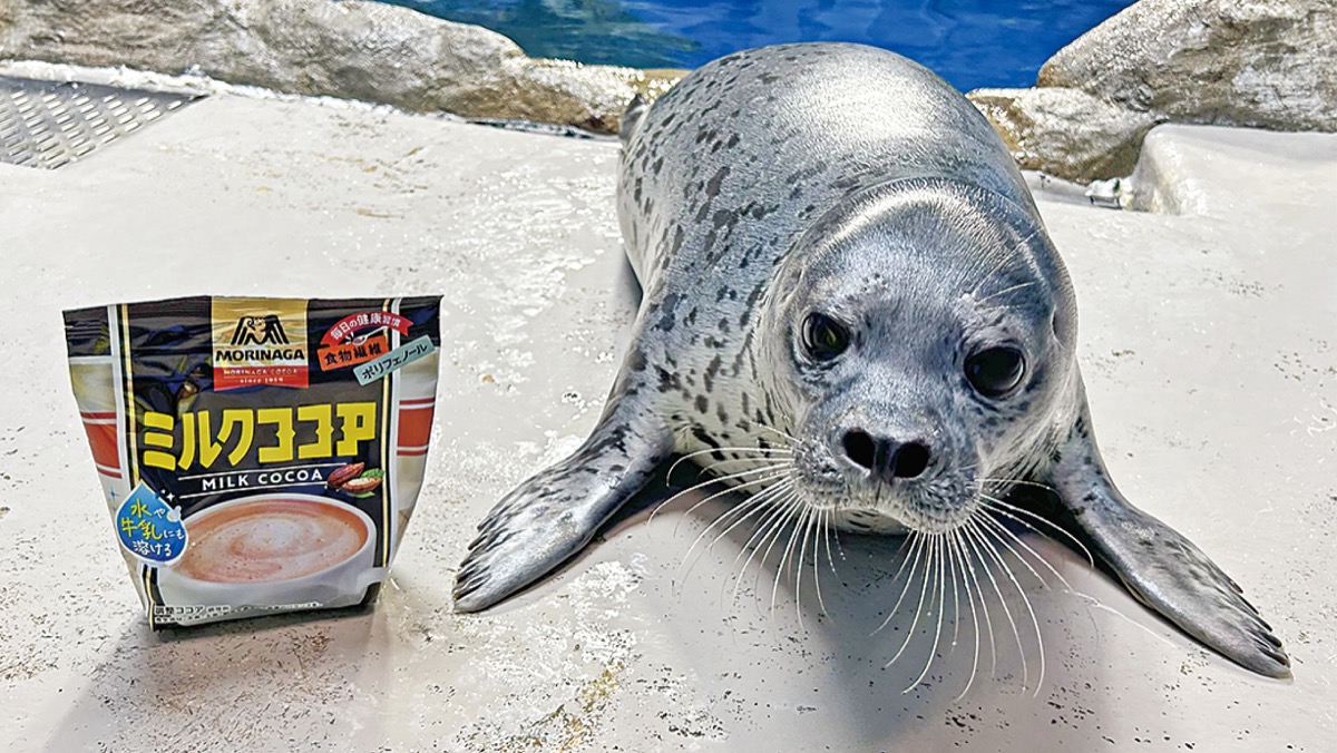 えのすい生まれ ココアが1歳に 11日から記念イベント | 藤沢 | タウン