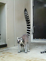 愛媛県立とべ動物園