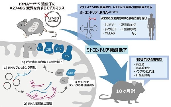 新規ミトコンドリア病モデルマウスの作製に成功 〜基 | プレス