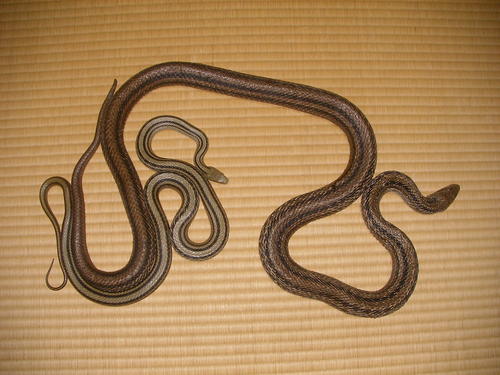 海と鳥と蛇と | 理学部 | 東邦大学