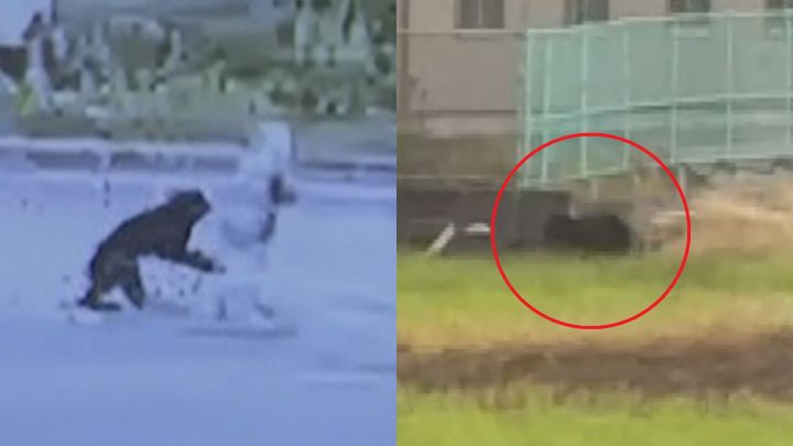 足も速く100mは9秒くらい」全国で相次ぐクマによる被害 外国人観光客が