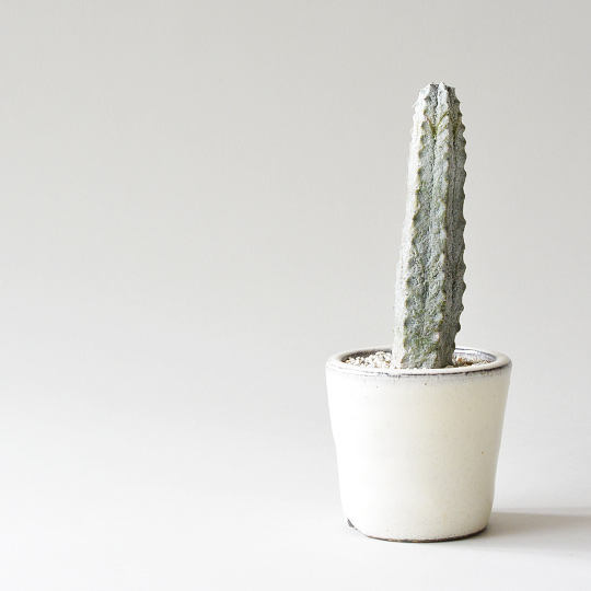 ユーフォルビア・アブデルクリ | 多肉植物・特別な鉢の販売 | トーキー