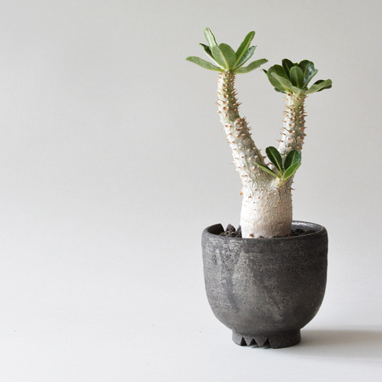 パキポディウム・タッキー | 多肉植物・特別な鉢の販売 | トーキー | TOKY