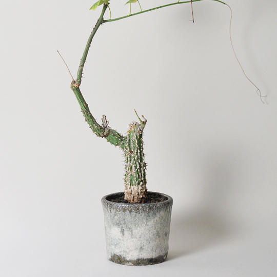 アデニア・アクレアータ | 多肉植物・特別な鉢の販売 | トーキー | TOKY