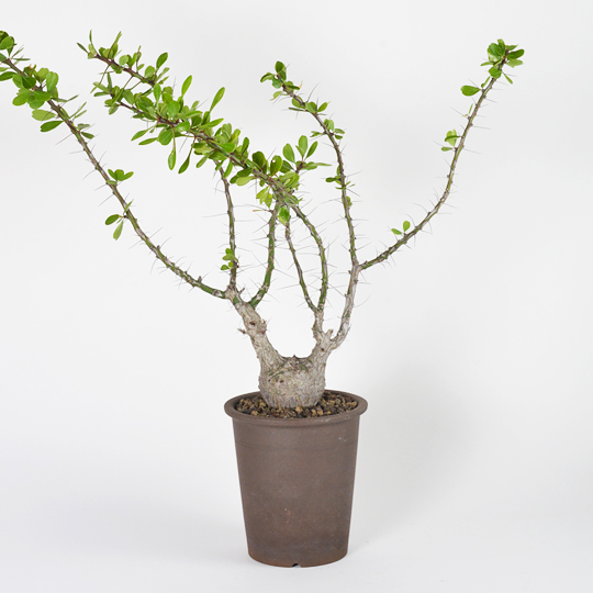 フォークイエリア・ファシクラータ | 多肉植物・特別な鉢の販売