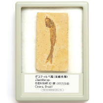 魚の化石｜化石標本・分売｜化石販売・鉱物販売の東京サイエンス