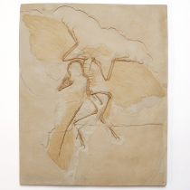 始祖鳥レプリカ｜化石販売・鉱物販売の東京サイエンス