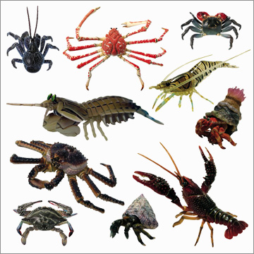 原色甲殻類エビ・カニ図鑑Ⅰ 改訂増補版カプセル未開封品□立体