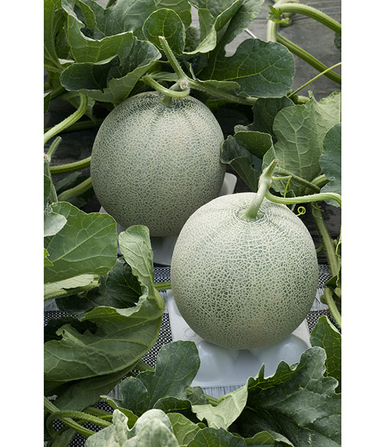 パンナTF メロン ｜ 品種カタログ ｜ タキイの野菜【タキイ種苗】